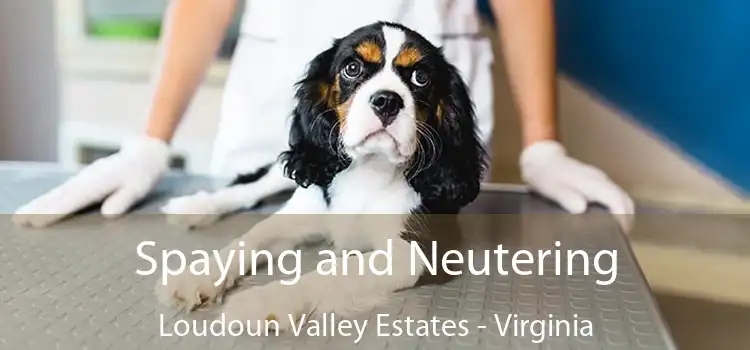 Spaying and Neutering Loudoun Valley Estates - Virginia