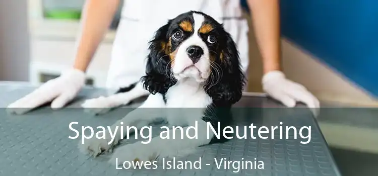 Spaying and Neutering Lowes Island - Virginia