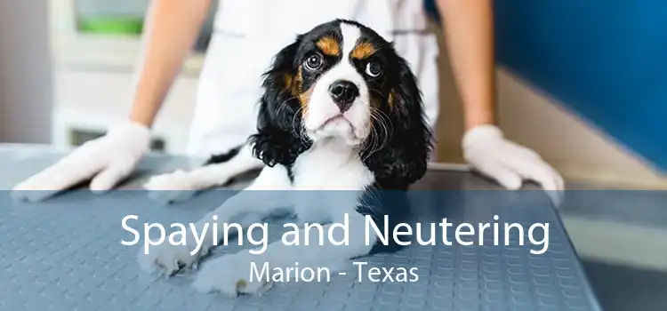 Spaying and Neutering Marion - Texas