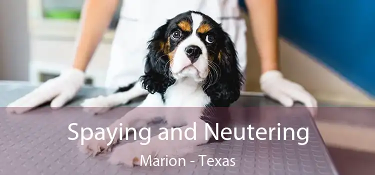 Spaying and Neutering Marion - Texas