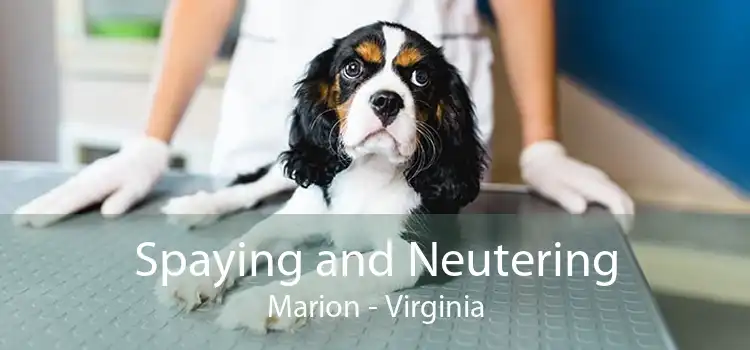 Spaying and Neutering Marion - Virginia