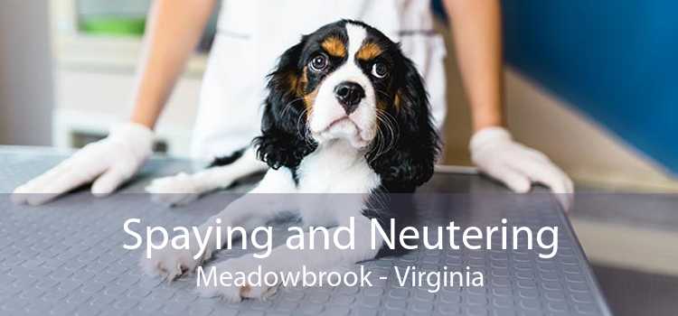 Spaying and Neutering Meadowbrook - Virginia