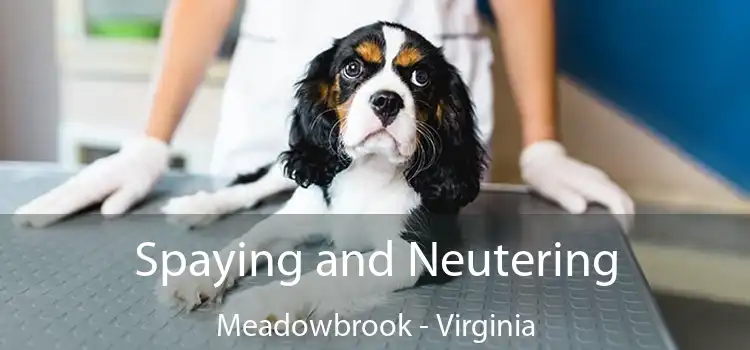 Spaying and Neutering Meadowbrook - Virginia