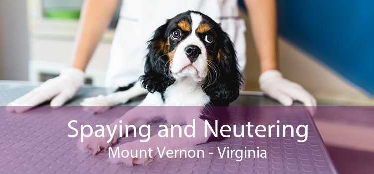Spaying and Neutering Mount Vernon - Virginia