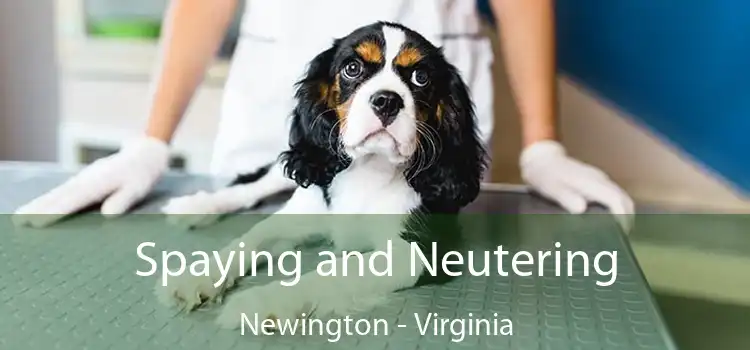 Spaying and Neutering Newington - Virginia