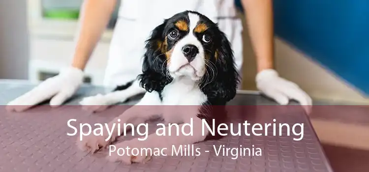 Spaying and Neutering Potomac Mills - Virginia