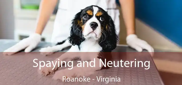 Spaying and Neutering Roanoke - Virginia