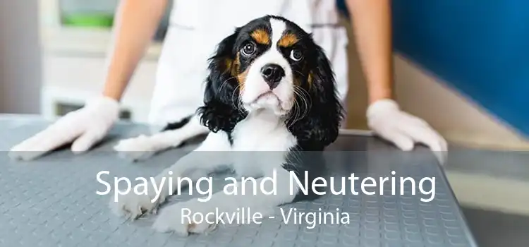 Spaying and Neutering Rockville - Virginia