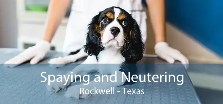 Spaying and Neutering Rockwell - Texas