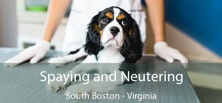 Spaying and Neutering South Boston - Virginia