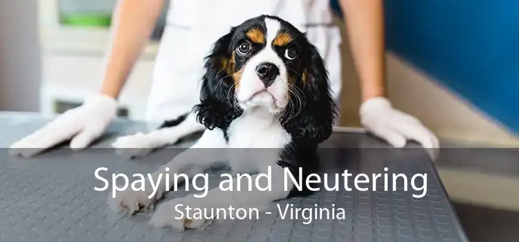 Spaying and Neutering Staunton - Virginia