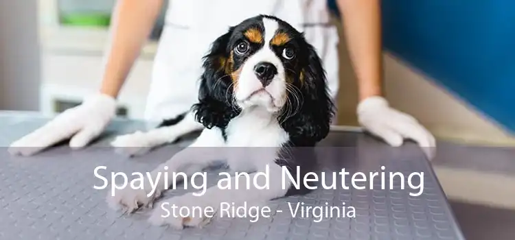 Spaying and Neutering Stone Ridge - Virginia