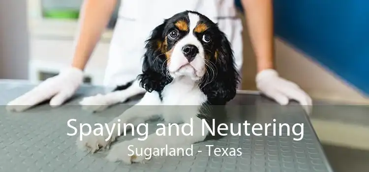 Spaying and Neutering Sugarland - Texas