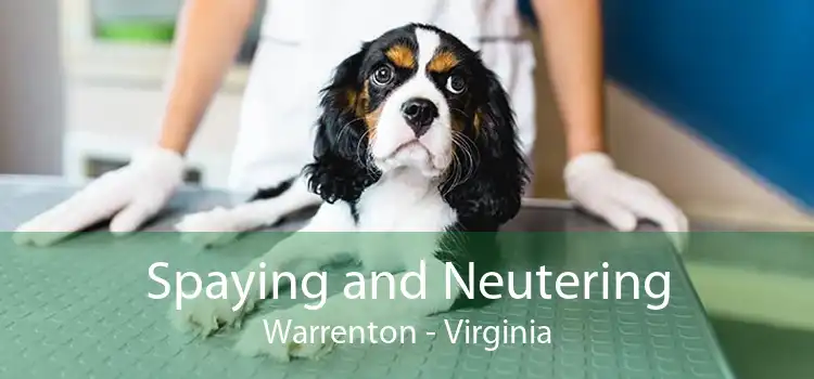 Spaying And Neutering Warrenton - Low Cost Pet Spay And Neuter Clinic