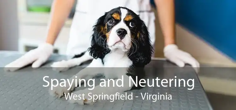 Spaying and Neutering West Springfield - Virginia