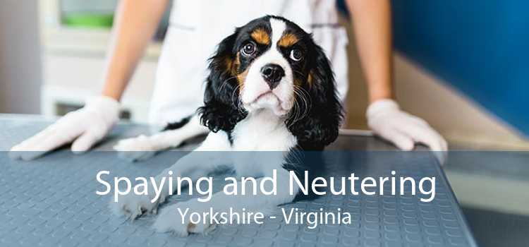 Spaying and Neutering Yorkshire - Virginia