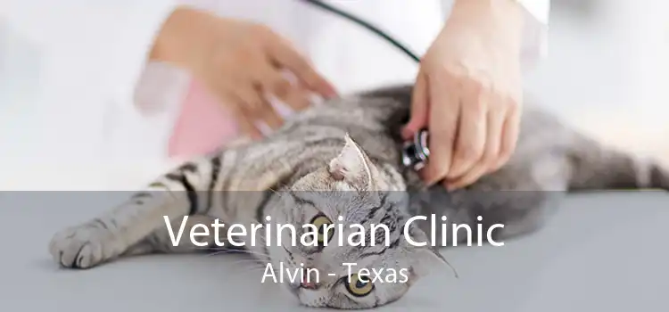 Veterinarian Clinic Alvin - Texas