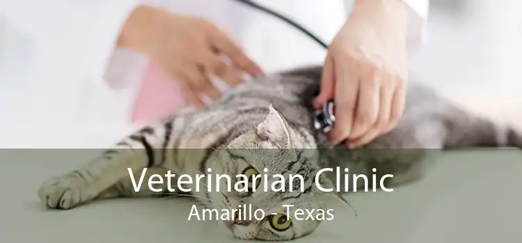 Veterinarian Clinic Amarillo - Texas