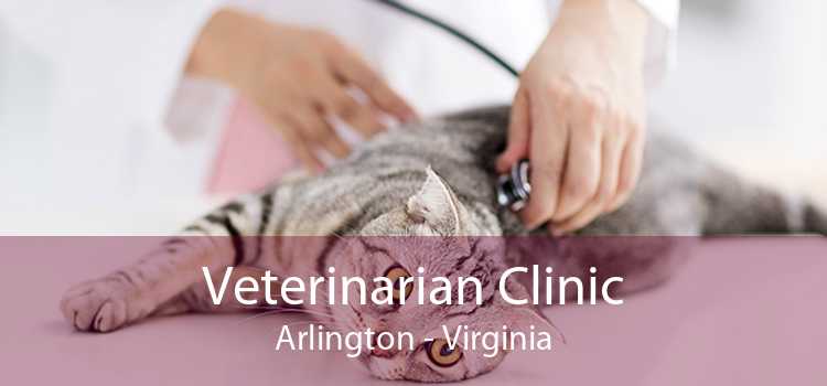 Veterinarian Clinic Arlington - Virginia