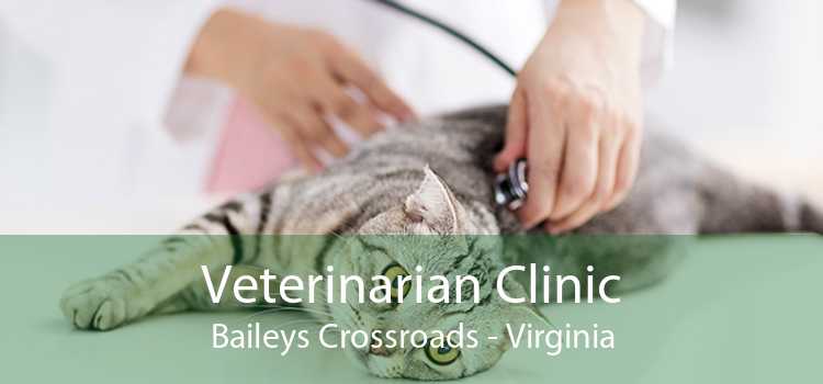 Veterinarian Clinic Baileys Crossroads - Virginia