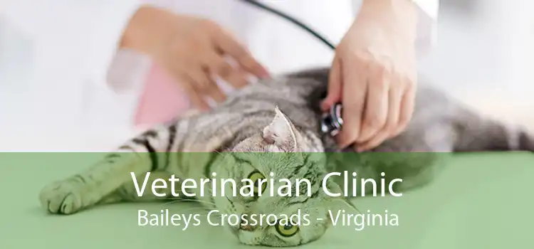 Veterinarian Clinic Baileys Crossroads - Virginia
