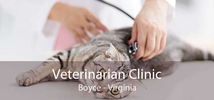 Veterinarian Clinic Boyce - Virginia