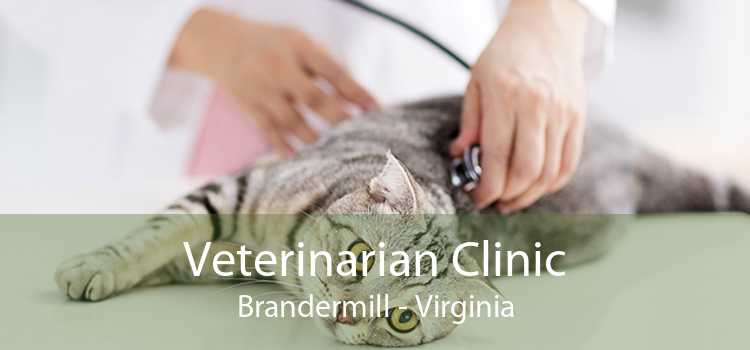 Veterinarian Clinic Brandermill - Virginia