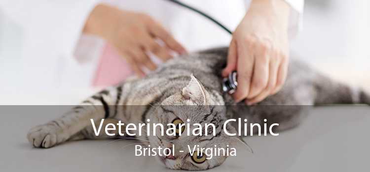 Veterinarian Clinic Bristol - Virginia