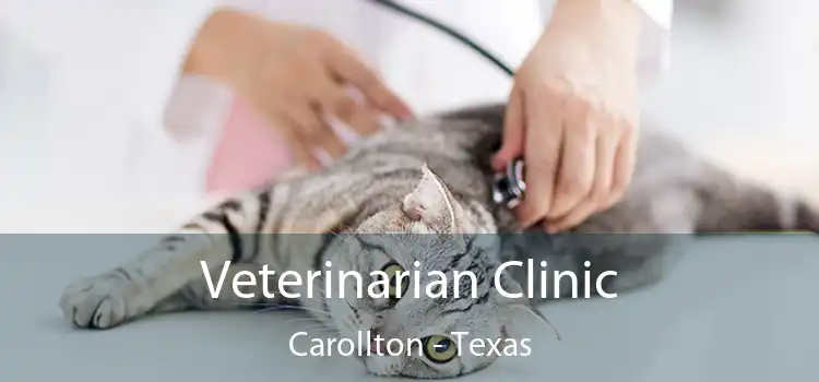 Veterinarian Clinic Carollton - Texas