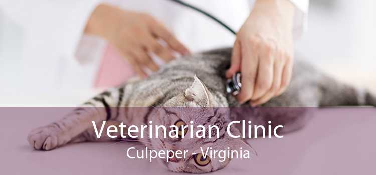 Veterinarian Clinic Culpeper - Virginia