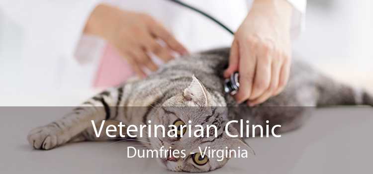 Veterinarian Clinic Dumfries - Virginia