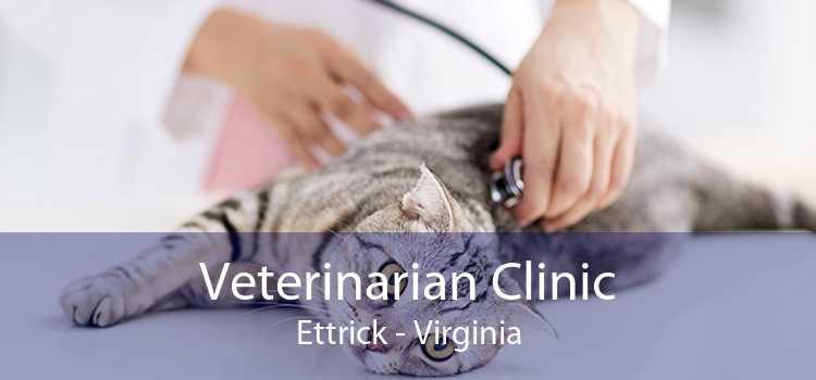 Veterinarian Clinic Ettrick - Virginia