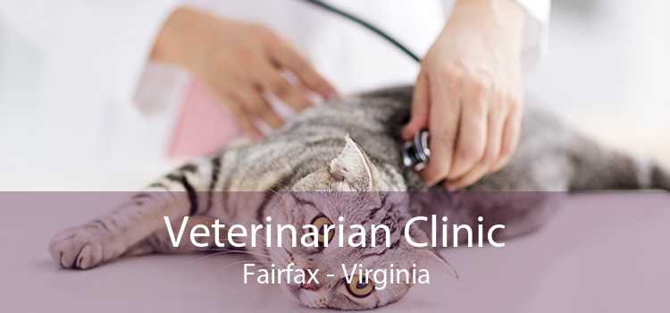 Veterinarian Clinic Fairfax - Virginia