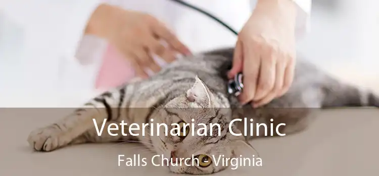 Veterinarian Clinic Falls Church - Virginia