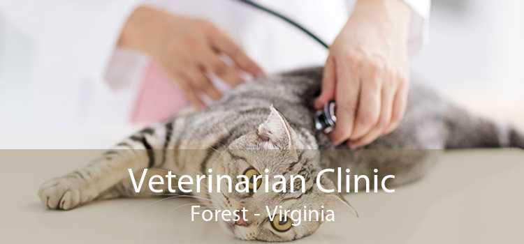 Veterinarian Clinic Forest - Virginia