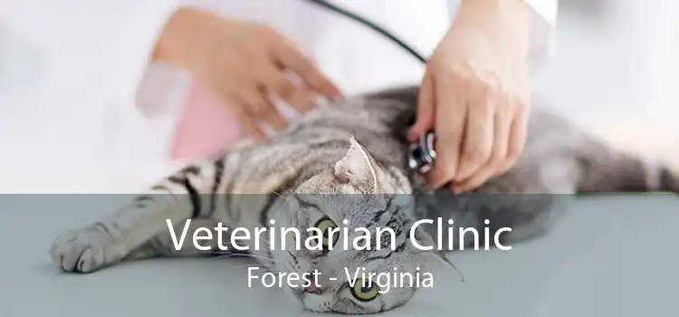 Veterinarian Clinic Forest - Virginia
