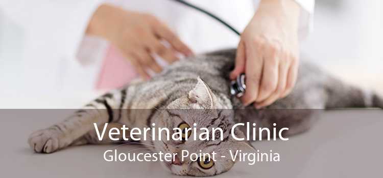 Veterinarian Clinic Gloucester Point - Virginia