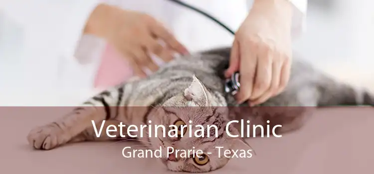 Veterinarian Clinic Grand Prarie - Texas