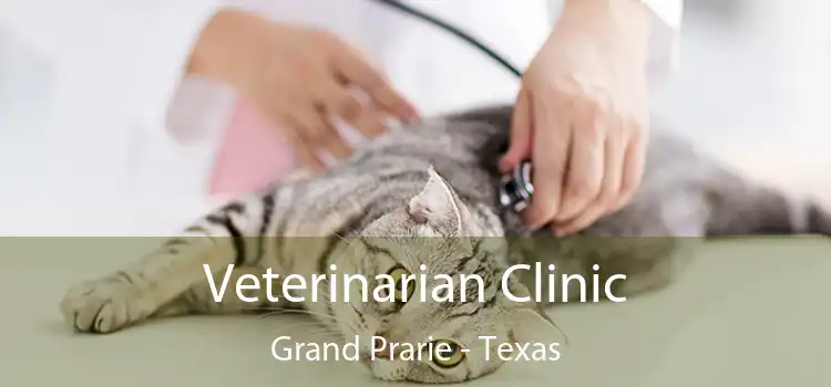 Veterinarian Clinic Grand Prarie - Texas