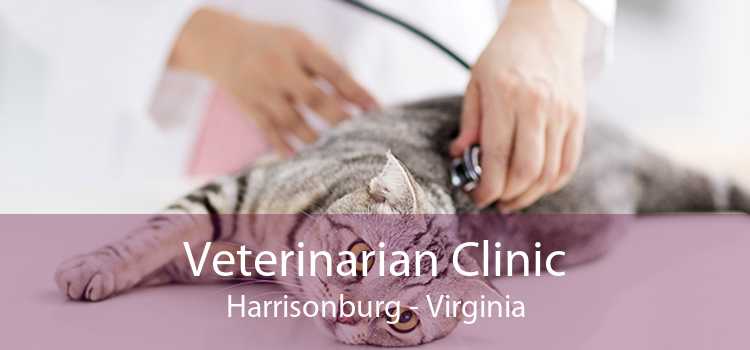 Veterinarian Clinic Harrisonburg - Virginia