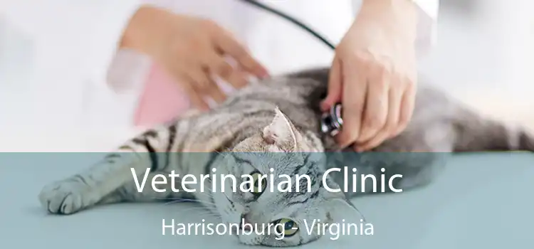 Veterinarian Clinic Harrisonburg - Virginia