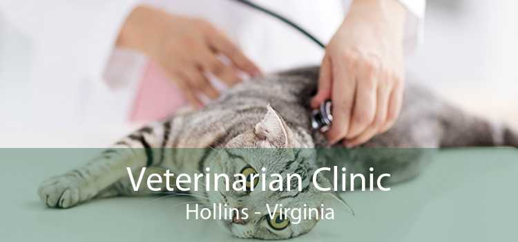 Veterinarian Clinic Hollins - Virginia