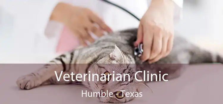 Veterinarian Clinic Humble - Texas