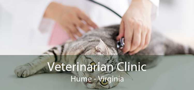 Veterinarian Clinic Hume - Virginia