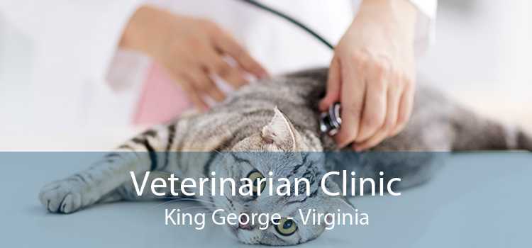 Veterinarian Clinic King George - Virginia