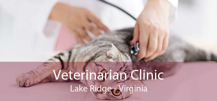 Veterinarian Clinic Lake Ridge - Virginia