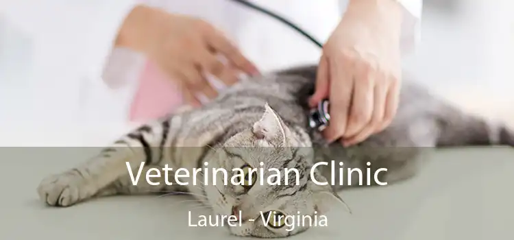 Veterinarian Clinic Laurel - Virginia