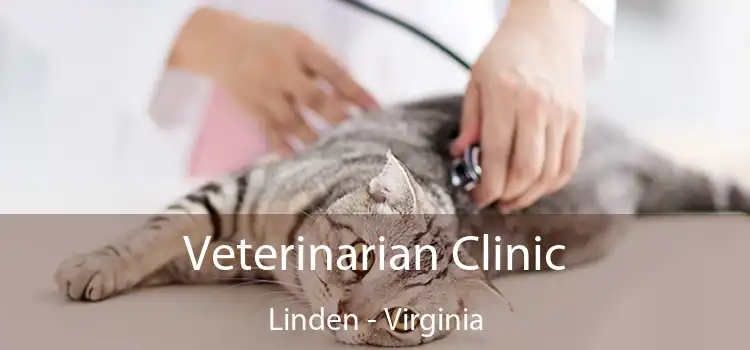 Veterinarian Clinic Linden - Virginia