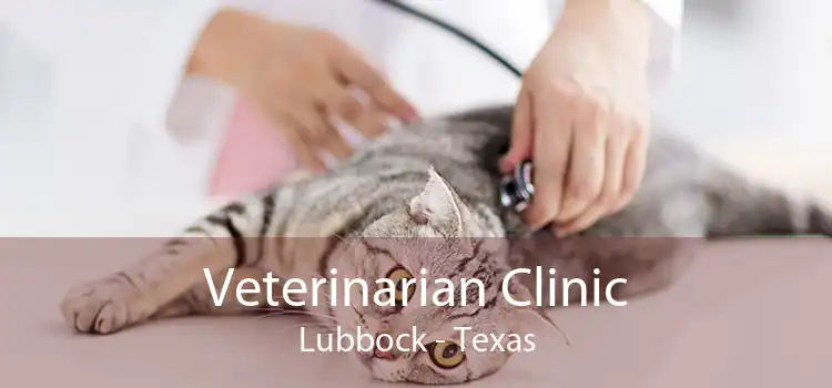 Veterinarian Clinic Lubbock - Texas