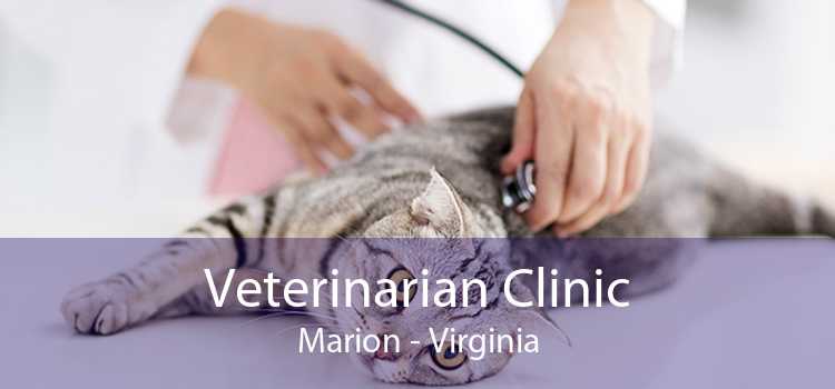 Veterinarian Clinic Marion - Virginia